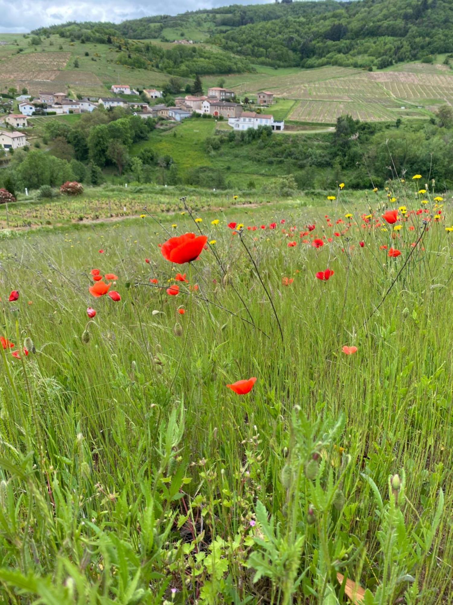 Bed and Breakfast Les Agapanthes Vaux-en-Beaujolais Esterno foto